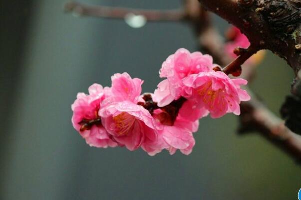 红梅花的花语是什么，澄澈的心和慈母般的爱