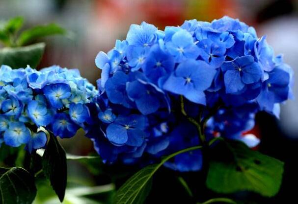 蓝色绣球花花语是什么，浪漫和美满