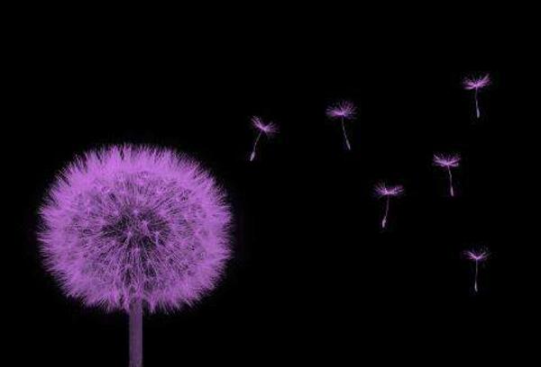 紫色蒲公英的花语是什么 孤独的爱