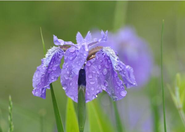 鸢尾几月开花 影响鸢尾开花的因素(4-6月份开花)