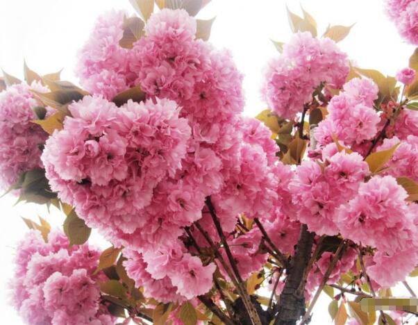 樱花如何修剪，为保证樱花树的高度需及时剪掉侧枝