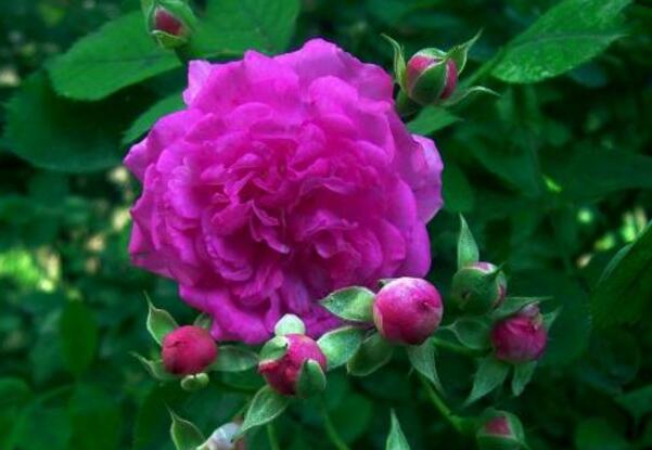 紫蔷薇代表什么意思 被禁锢的幸福 花语网