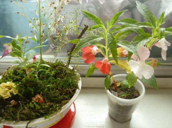 如何种盆装凤仙花，盆栽凤仙花的种植方法
