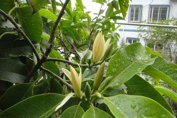 白兰花为什么不开花，白兰花枝叶旺长会导致不开花或开花减少