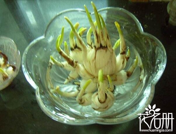 水仙花水培养殖方法，水培水仙花正确养法和注意事项