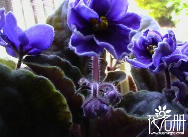 紫罗兰怎么养，紫罗兰的养殖方法和注意事项
