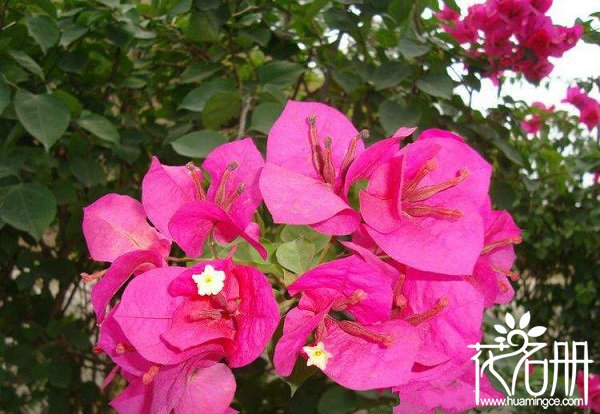 盆栽毛杜鹃的养殖方法，毛杜鹃与映山红的区别（花的颜色不一样）