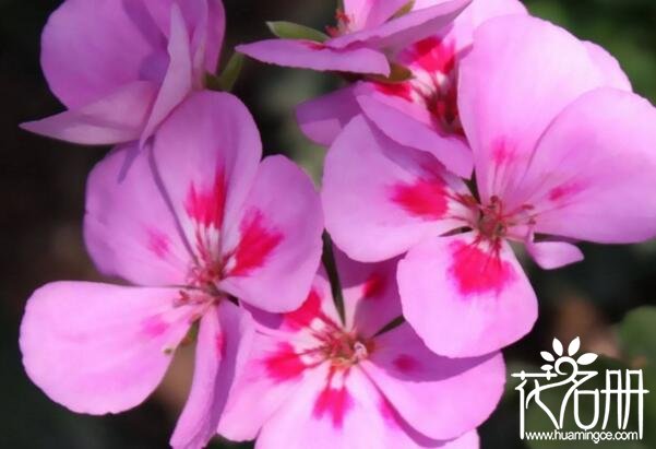 粉色紫罗兰代表什么意思，相爱到老的誓言