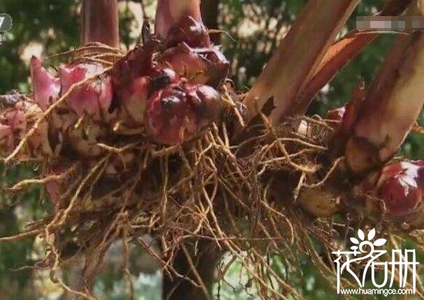 美人蕉根茎怎么繁殖，美人蕉根茎繁殖方法和注意事项