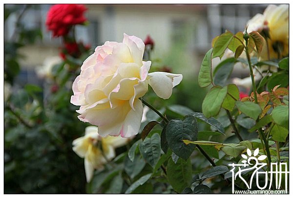 北京的市花是什么，北京的两种市花是什么（月季、菊花）