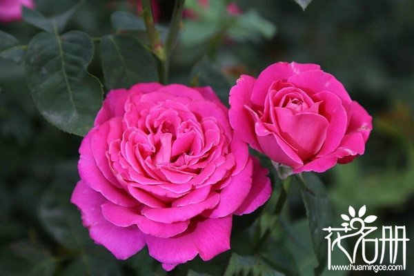 北京的市花是什么，北京的两种市花是什么（月季、菊花）