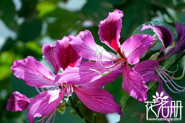 香港的市花是什么，香港市花紫荆花