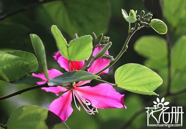 香港的市花是什么 香港市花紫荆花 花语网