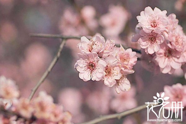 南京市花是什么，南京的市花为什么是梅花
