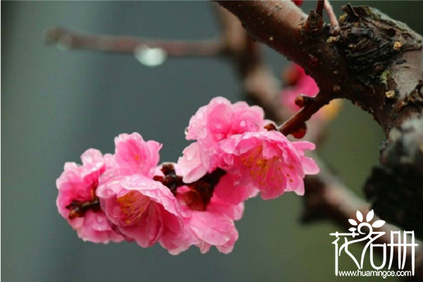 南京市花是什么，南京的市花为什么是梅花