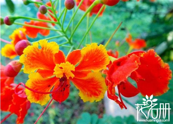 凤凰花是哪个市的市花，广东省汕头市市花