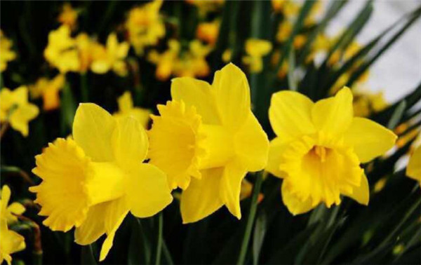 黄水仙几月开 花期在3 4月份 开花时间与气温有关 花语网