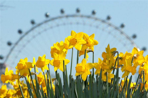 黄水仙几月开 花期在3 4月份 开花时间与气温有关 花语网