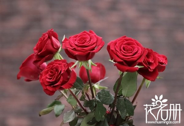 11朵红玫瑰花语是什么，一心一意的爱