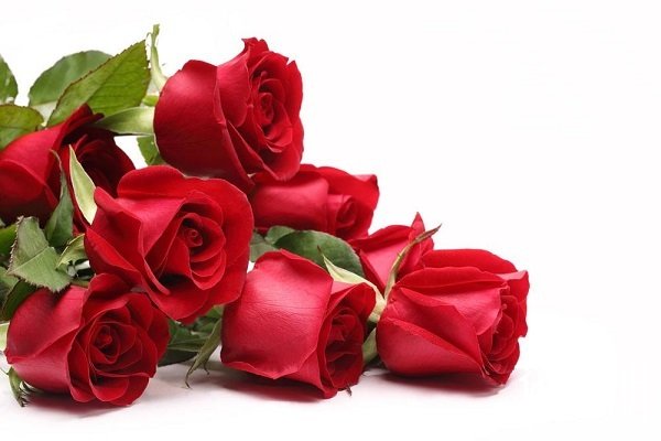 19朵红玫瑰花语是什么，爱你天长地久