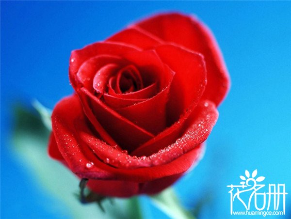 结婚纪念日送什么花 结婚纪念日送多少朵花比较好 99朵玫瑰 花语网
