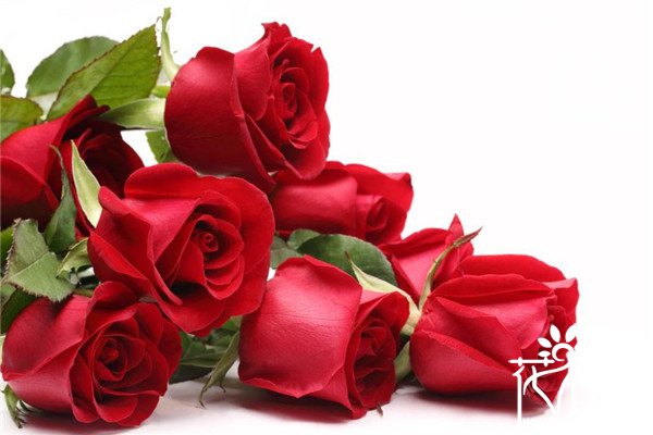 结婚纪念日送什么花，结婚纪念日送多少朵花比较好(99朵玫瑰)