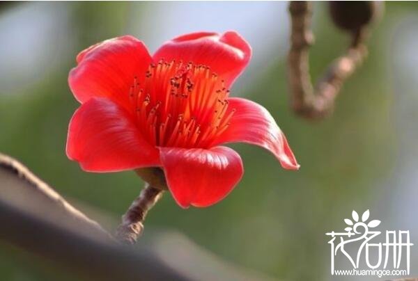 广州的市花是什么花，英雄木棉花