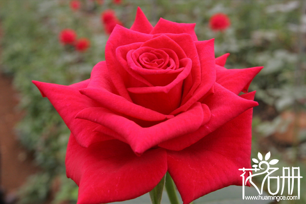 21朵红玫瑰的花语是什么，你是我唯一的最爱