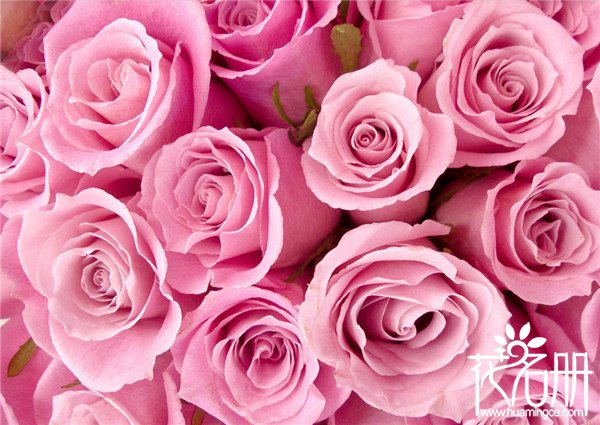 19朵粉玫瑰代表什么，19朵粉玫瑰花语是什么（爱的最高点）