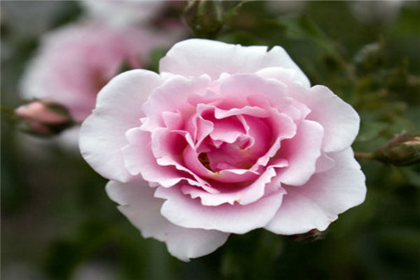 19朵粉玫瑰代表什么，19朵粉玫瑰花语是什么（爱的最高点）