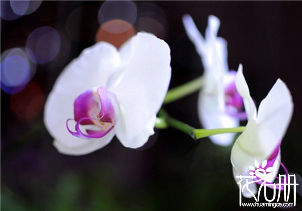 白色蝴蝶兰花语是什么，爱情纯洁友谊珍贵