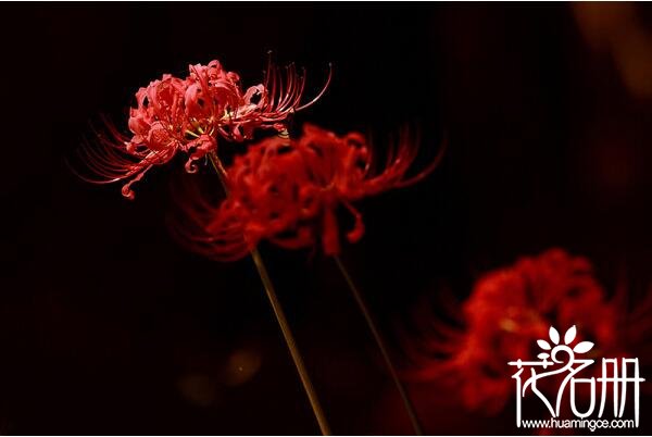 世界上花语最恐怖的花 水晶兰(具有杀人魔力的植物)