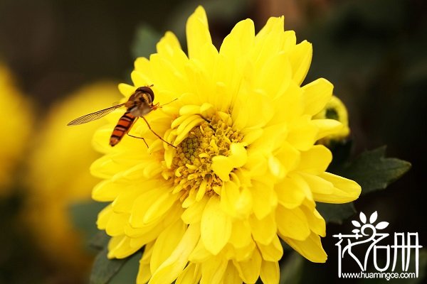 中国国花是什么花，中国十大国花排名（牡丹与梅花之争）