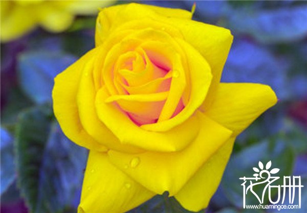 19朵黄玫瑰代表什么意思，19朵黄玫瑰花语是什么（为爱道歉）