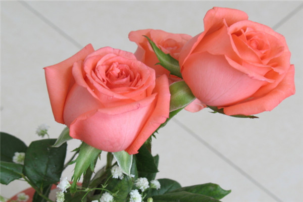 33朵粉玫瑰花语是什么，三生三世的爱恋