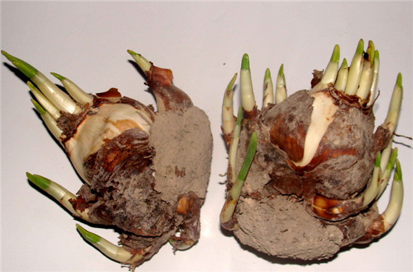 水仙花怎么繁殖，最常见的四种繁殖方法