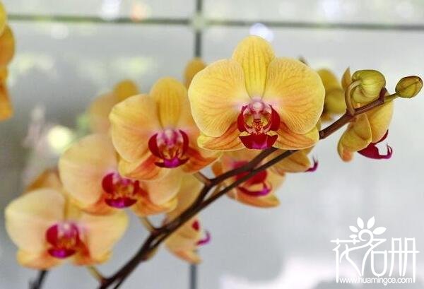 什么样的蝴蝶兰最名贵蝴蝶兰最名贵的品种 黄花蝴蝶兰较为名贵 花语网