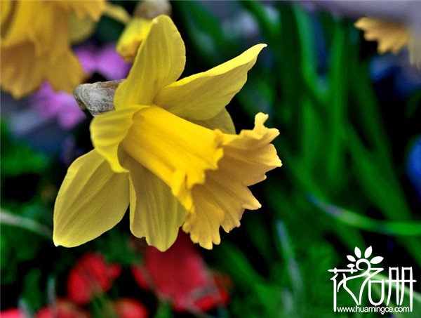 水仙花有哪些种类 最常见的15种水仙种类 花语网