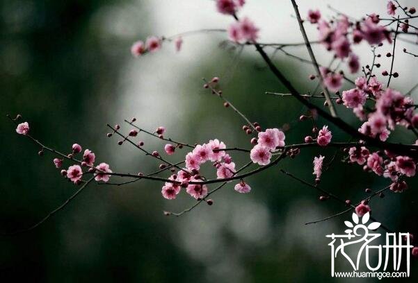 武汉市的市花是什么花 1984年梅花当选武汉市市花