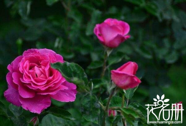 天津的市花是什么花，天津素称月季之乡
