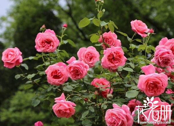 郑州市市花是什么花 花中皇后月季花