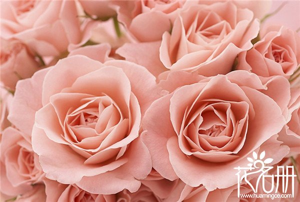 40朵玫瑰花语是什么意思，誓死不渝的爱情