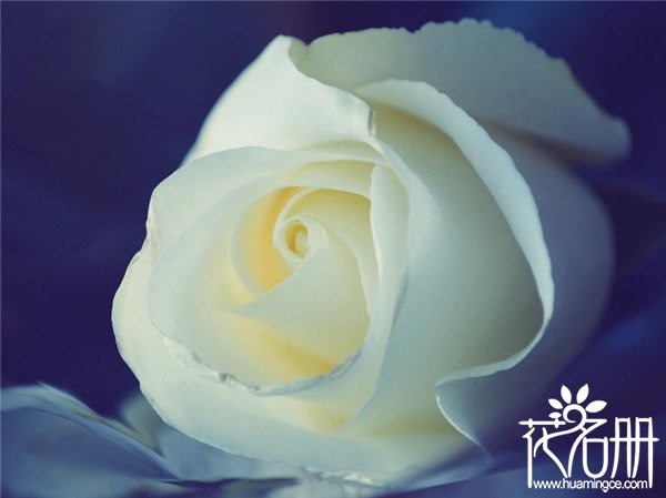 40朵玫瑰花语是什么意思，誓死不渝的爱情