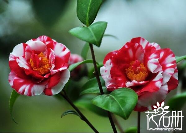 温州的市花是什么花，温州是山茶花原产地之一