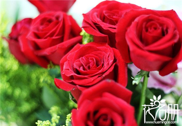 9朵玫瑰花语是什么，9朵玫瑰花语代表长久的爱
