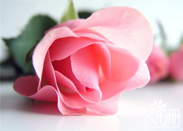 英国的国花是什么花，代表真爱的玫瑰花