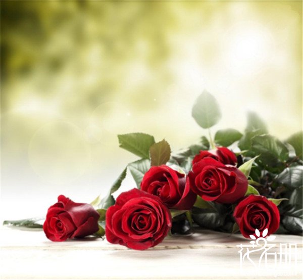 24朵玫瑰代表什么意思，无时无刻的思念