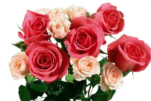 8朵玫瑰代表什么意思，感谢你的关怀扶持与鼓励