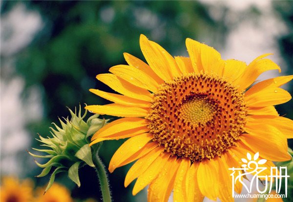 太阳花的象征意义是什么，太阳花象征沉默的爱