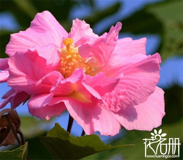 芙蓉花什么时候开 有稳定的生长环境可全年开花 盛花期8 10月 花语网